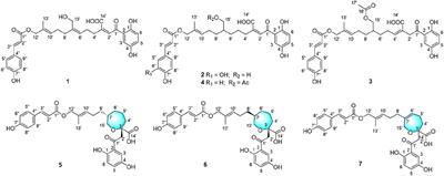 Meroterpenoids With Protein Tyrosine Phosphatase 1B Inhibitory Activities From the Fruiting Bodies of Ganoderma ahmadii